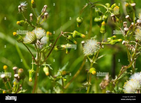 Seed Dispersal Wind High Resolution Stock Photography And Images Alamy