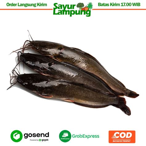 Jual Ikan Lele Segar 500 Gr Sayur Lampung Shopee Indonesia