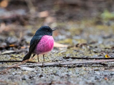 Pink Robin - eBird | Фотографии животных, Птицы, Самка