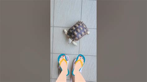 吃腳腳喝尿尿 Turtle 烏龜 Sulcata 蘇卡達 象龜 陸龜 盾臂龜 Youtube