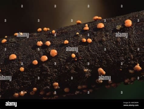 Coral Spot Fungus Nectria Cinnabarina Stock Photo Alamy