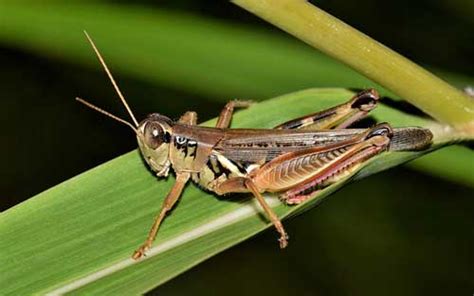 Grasshopper Life Cycle Facts Habitat Science4fun