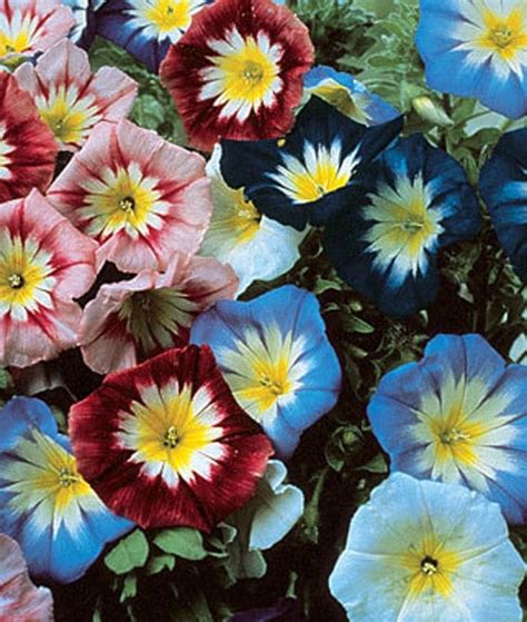 Convolvulus Enchantment Flower Garden Mix Attracts