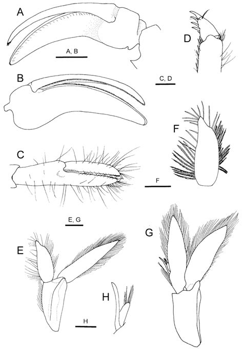 Alvinocaris Solitaire Sp Nov Holotype Male Cl Mm Nsmt Cr