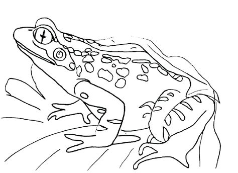 Frog And Toad Coloring Pages at GetColorings.com | Free printable colorings pages to print and color