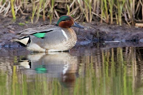 Drake Green Winged Teal