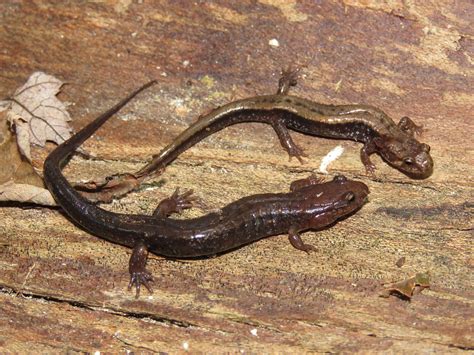 Northern Dusky Salamander