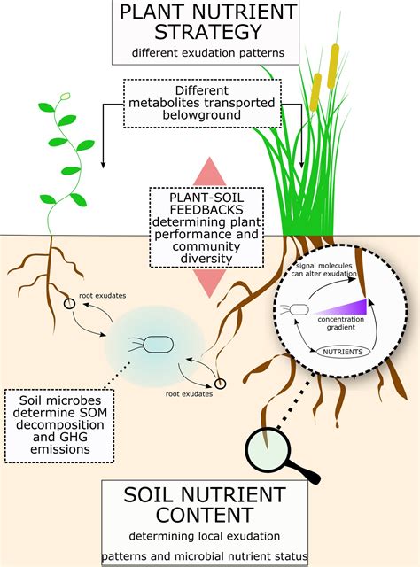 Frontiers Root Exudation Of Primary Metabolites Mechanisms And Their