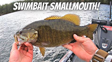 Swimbait Fishing For Prespawn Smallmouth Bass Youtube