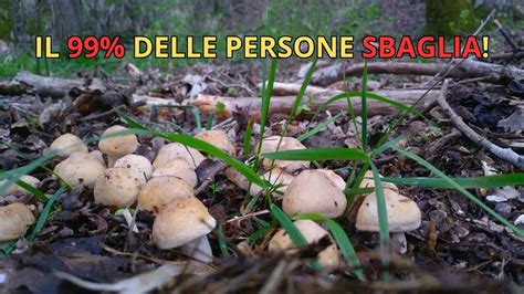 Funghi PRUGNOLI COME E QUANDO Raccoglierli CONOSCERE I FUNGHI YouTube