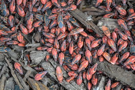 Box elder bugs can become major pests if left untreated.