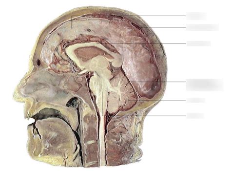 Neuroanatomy 8 Diagram Quizlet