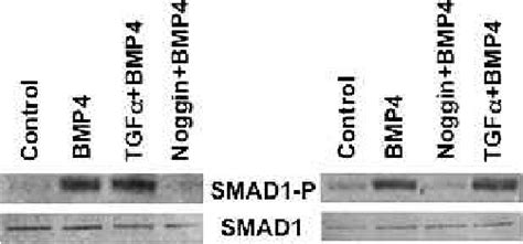 Replicated Western Blotting Provided Evidence That A 30 Min Download Scientific Diagram