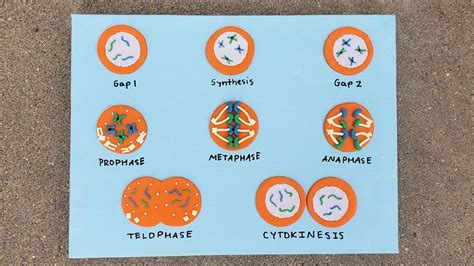 Cell Cycle And Mitosis Polymer Clay Stop Motion The Clay Dork Youtube