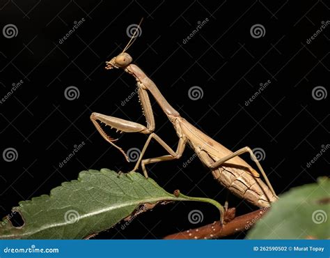 Green Praying Mantis Stock Photo Image Of Arthropod