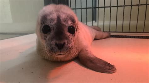 Seehundstation Friedrichskoog Auswilderung Des Ersten Heulers Der Saison