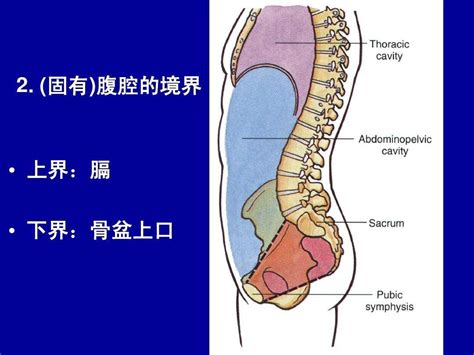 腹腔结构分布示意图 图库 五毛网