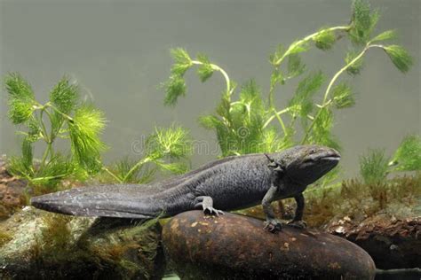 Axolotl, Ambystoma Mexicanum Stock Image - Image of iguana, fauna: 31718827
