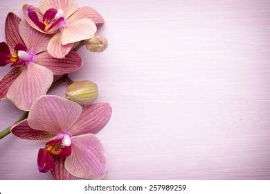 Pink Orchid Flower Greeting Background Stock Photo 257989259 | Shutterstock