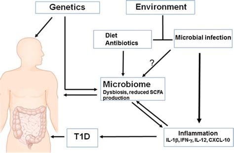 The potential role of the intestinal microbiome in T1D progression ... 