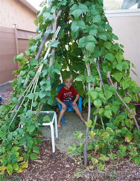 Growing A Green Bean Teepee Our Summer Project Simple Practical