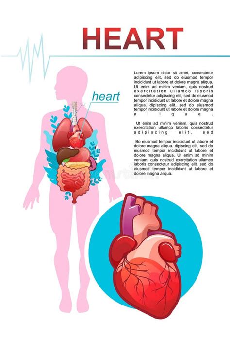 Het Concept Van De Interne Organen Medische Poster Vector Illustratie