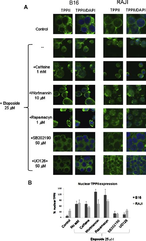 Mapks Control Nuclear Accumulation Of Tppii In Response To Dna Damage