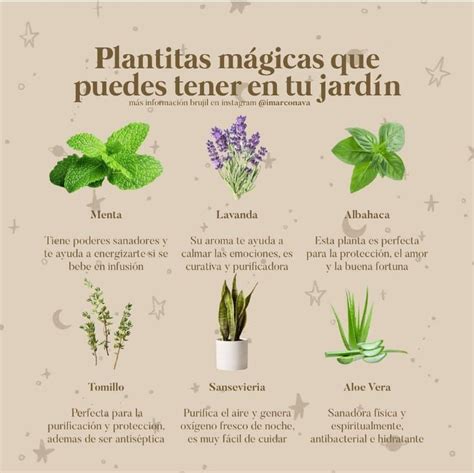 Plantas Medicinales Que Podemos Cultivar En Casa Artofit