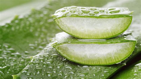 Quali Sono I Benefici Dell Aloe Vera E Perch Usarla