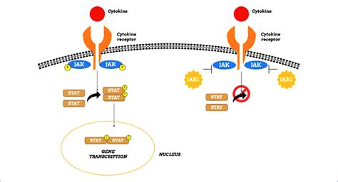 Janus Kinase Pathway The Jak Stat Pathway Begins With The Coupling Of