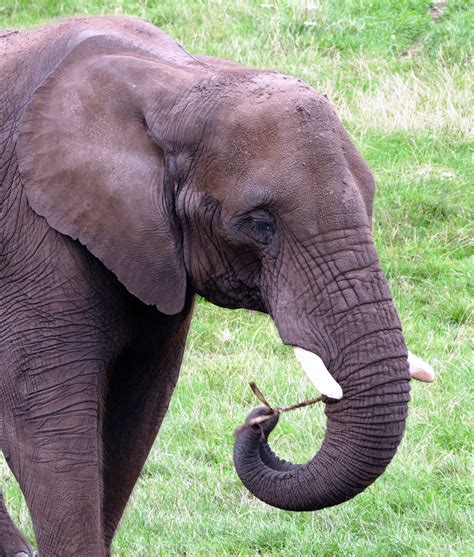 Gray Elephant Walking On Grass Field · Free Stock Photo