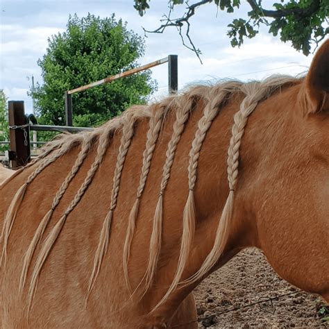 Braids To Try On Your Horse Artofit