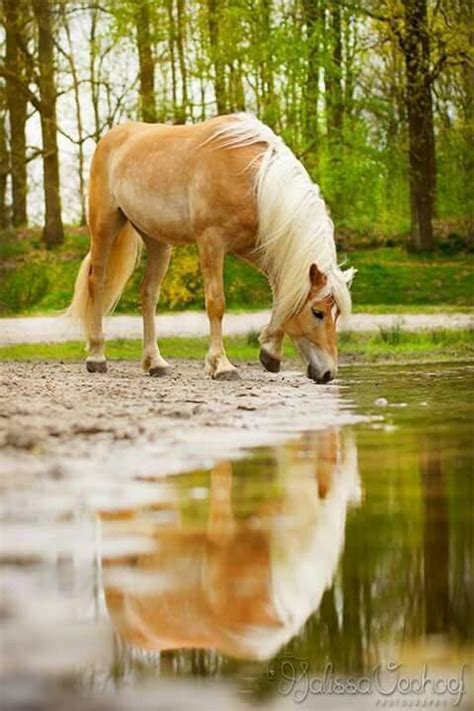 Haflinger Horse 8 Haflinger Horse Horses Beautiful Horses