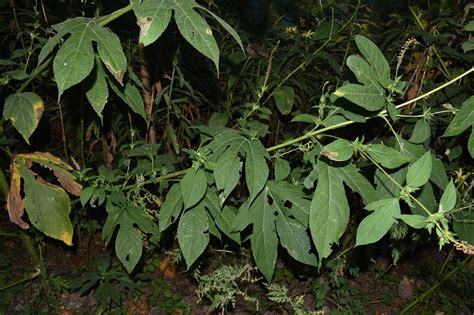 Ambrosia Trifida Giant Ragweed Free Photo On Pixabay Pixabay