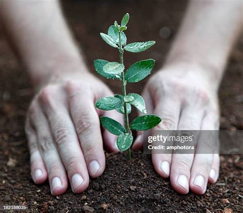 Replanting Tree Photos and Premium High Res Pictures - Getty Images