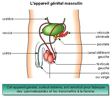 La production des spermatozoïdes et des ovules CapConcours CC