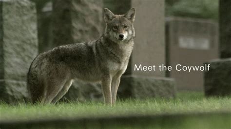 Coywolf - Alchetron, The Free Social Encyclopedia