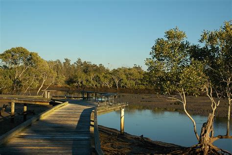 Tabbil Ban Dhagun Mangrove Boardwalk Nudgee Beach Must Do Brisbane