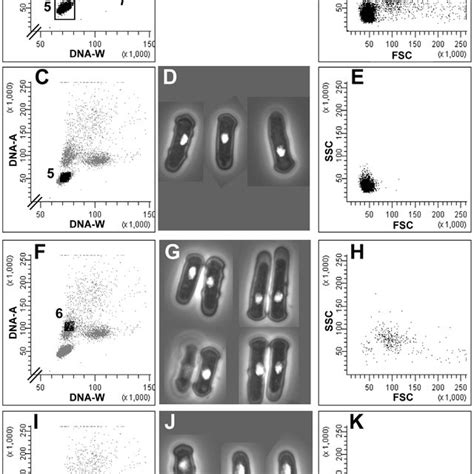 PDF Cell Cycle Analysis Of Fission Yeast Cells By Flow Cytometry