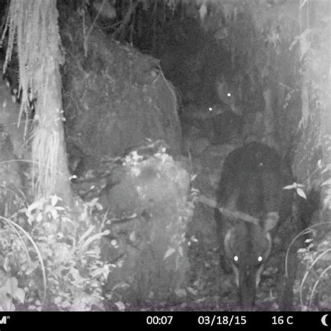 A group of three Andean tapir of different ages walking as a group in ...
