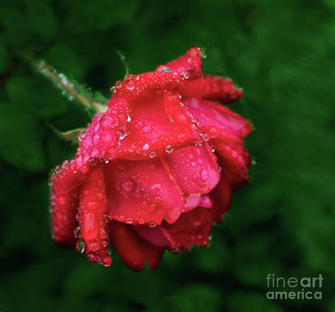 Raindrops On Red Rose Photograph By Ava Reaves Fine Art America