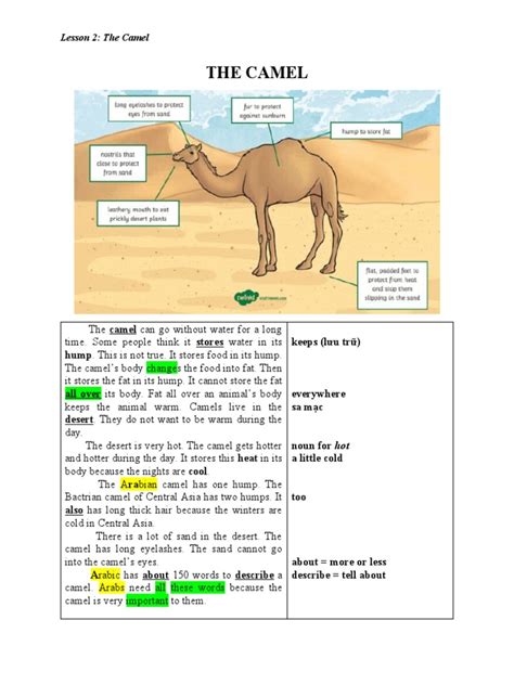 The Camel | PDF | Camel | Domestication