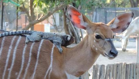 Orphaned Baby Antelope Lets Monkey Ride Around On His Back - The Dodo