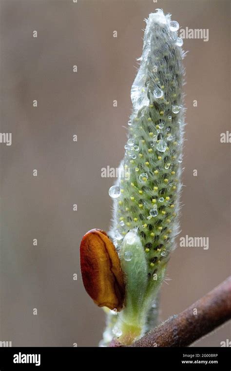 Dew On Pussy Willow Stock Photo Alamy