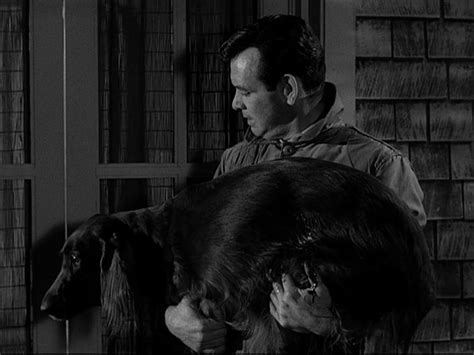 The Fugitive