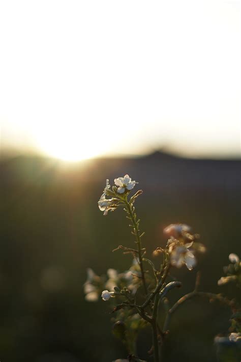 Sunset Grass Nature Free Photo On Pixabay Pixabay