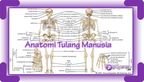 Bagian Bagian Tulang Manusia Dan Fungsinya Lengkap Dengan Gambar Dan Penjelasannya