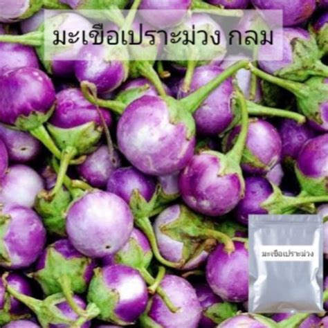 Thai Round Purple Eggplant Seeds Seeds Etsy