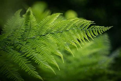 蕨类 蕨叶 叶子 自然 植物 森林 高图网 免费无版权高清图片下载