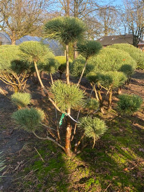 Pinus Sylvestris Watereri Breit 100 125cm X Hoch 125 150cm Nr 1105